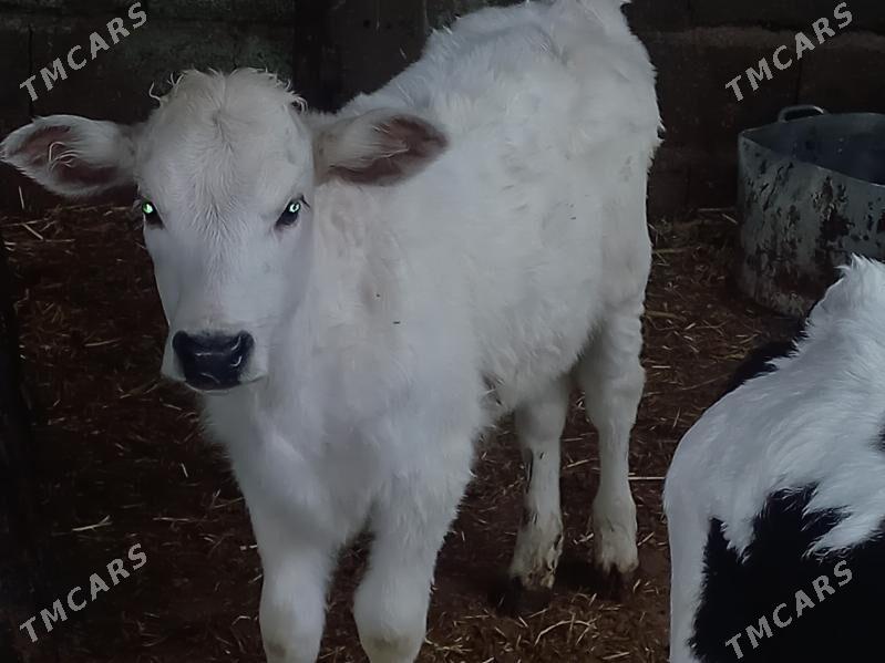 GÖLE - Aşgabat - img 2