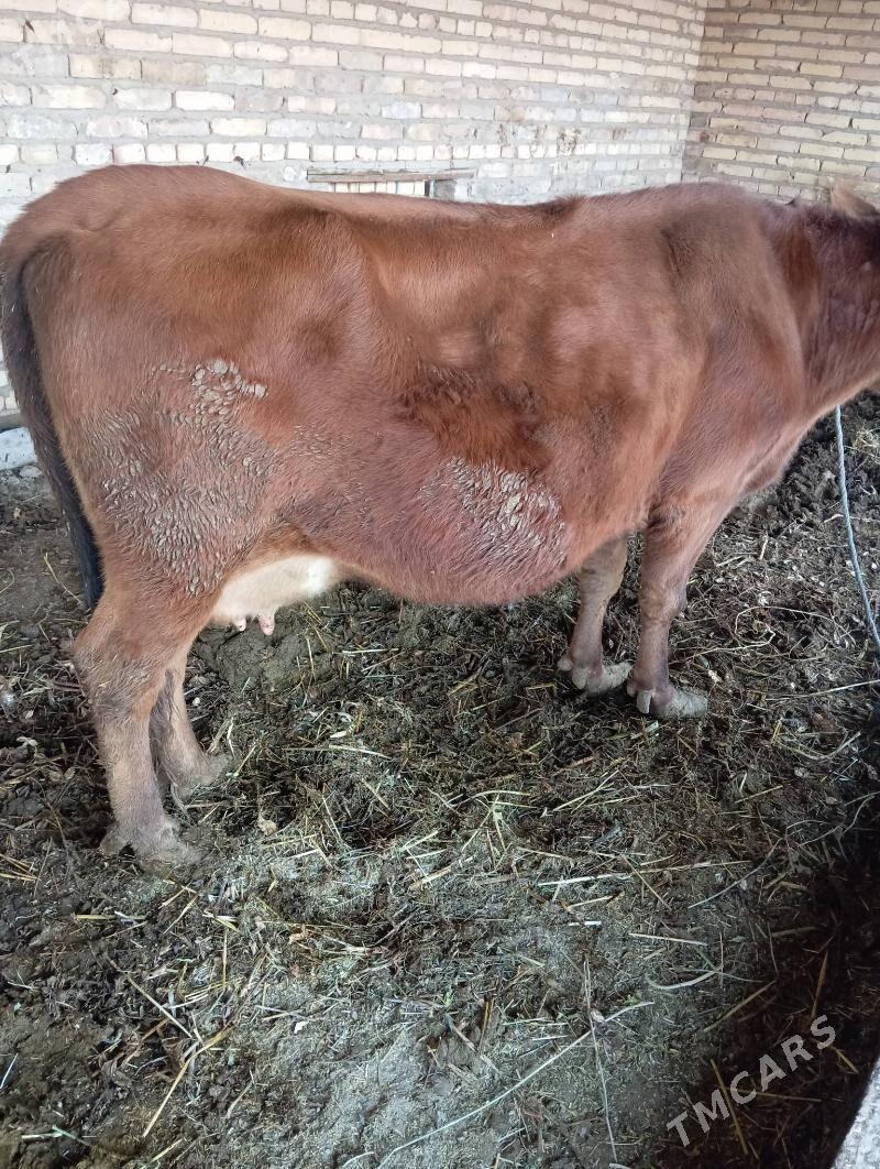 Saglyk sygyr - Çärjew - img 3