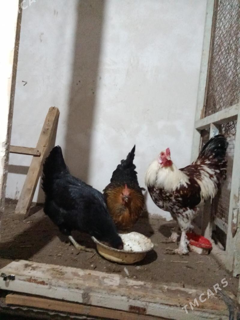 karlik - Daşoguz - img 6