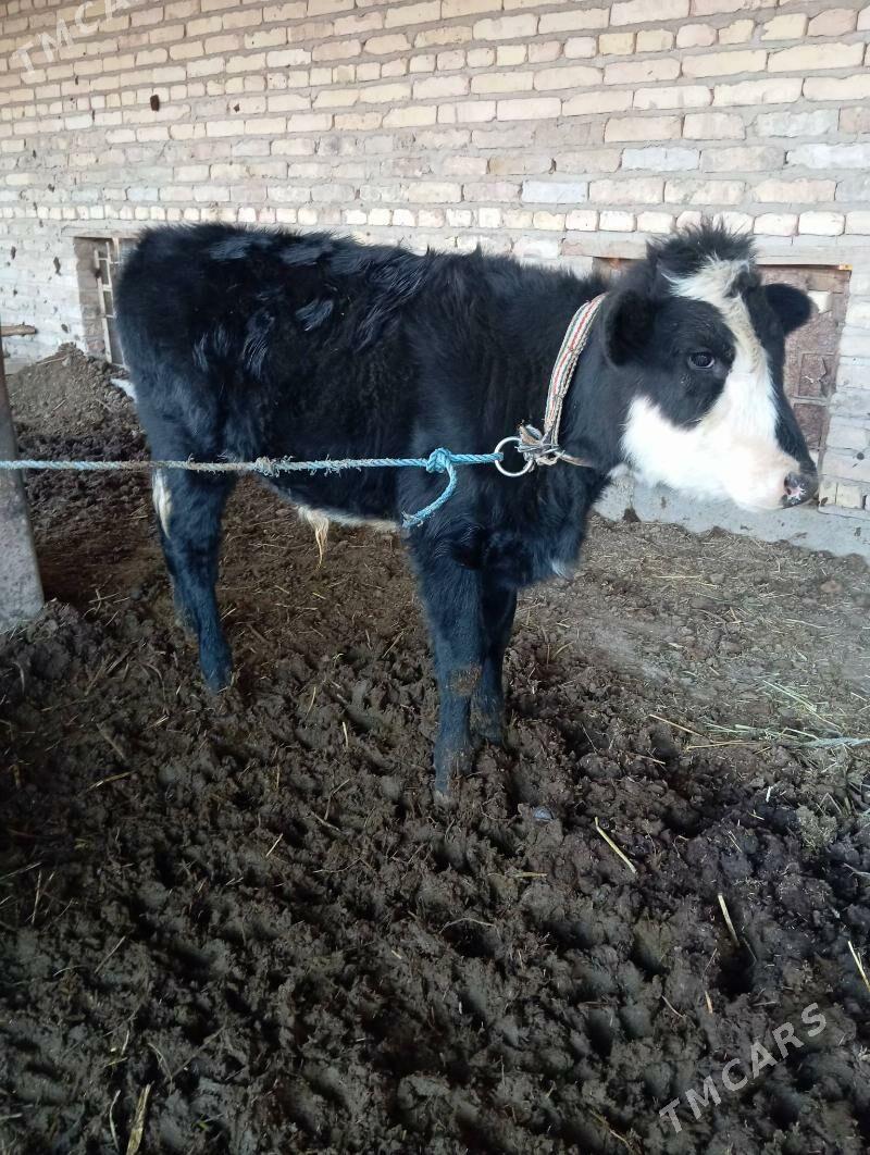 Saglyk sygyr - Çärjew - img 4