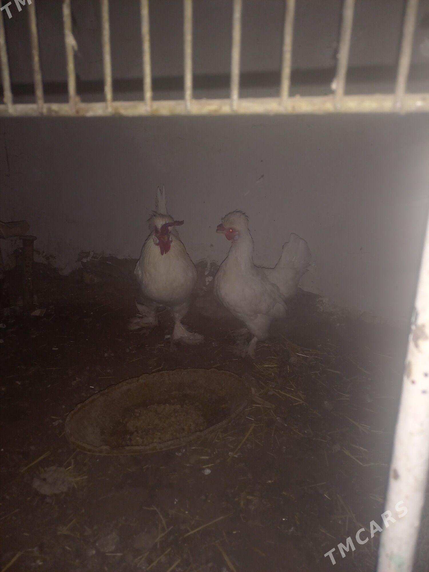 karlik - Daşoguz - img 3