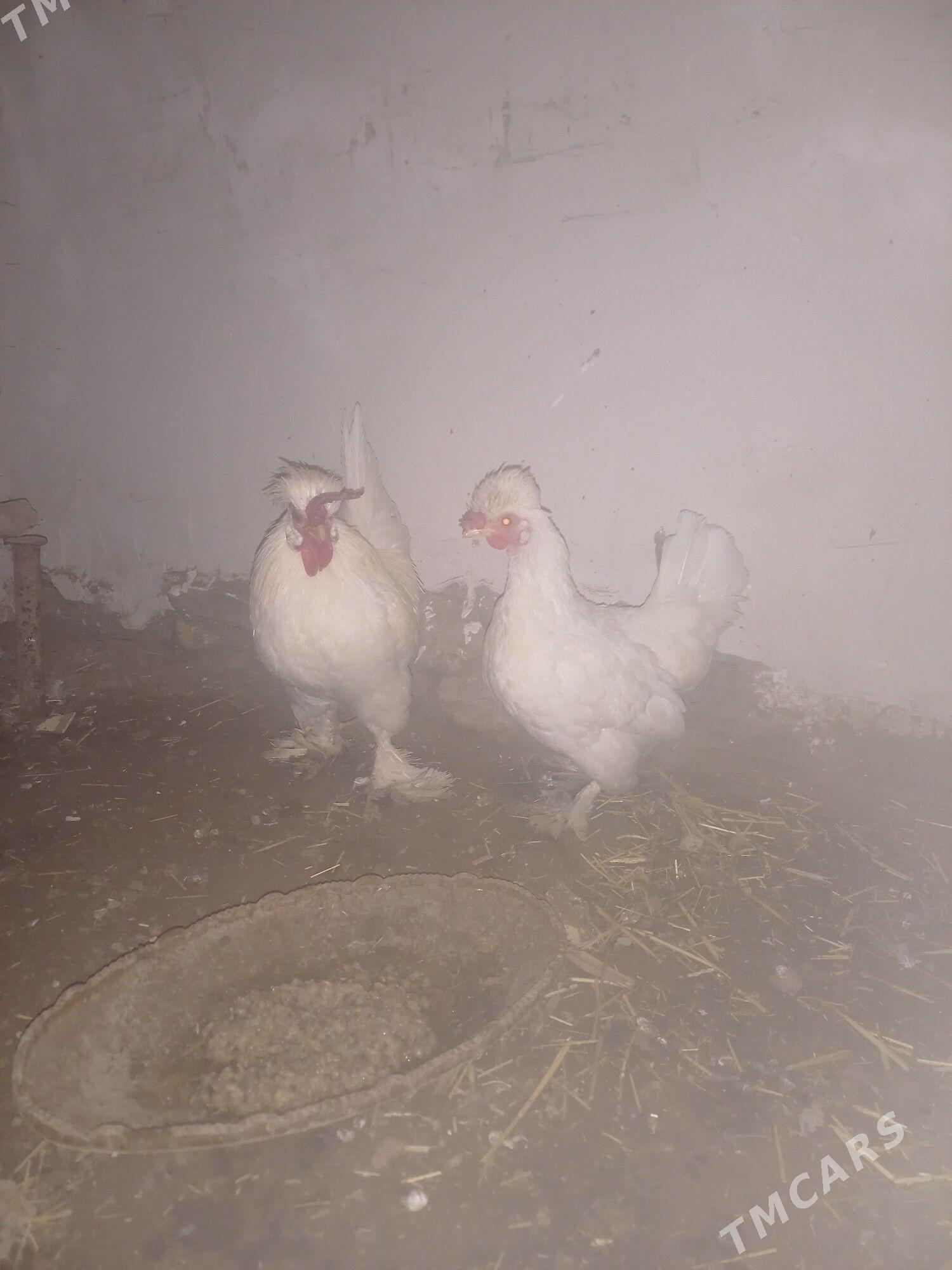 karlik - Daşoguz - img 2