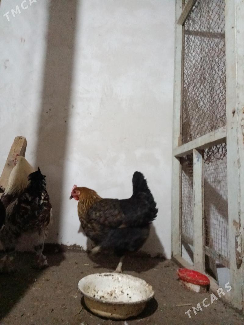 karlik - Daşoguz - img 5