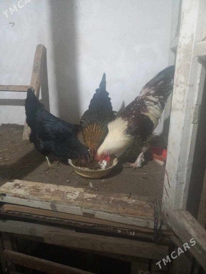 karlik - Daşoguz - img 9