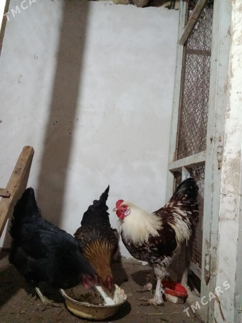 karlik - Daşoguz - img 7