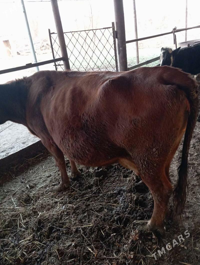 Saglyk sygyr - Çärjew - img 7