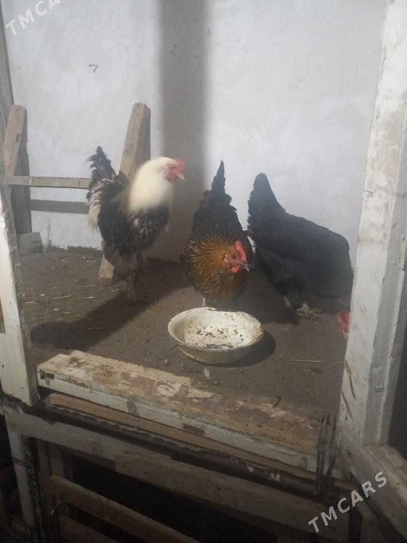 karlik - Daşoguz - img 4