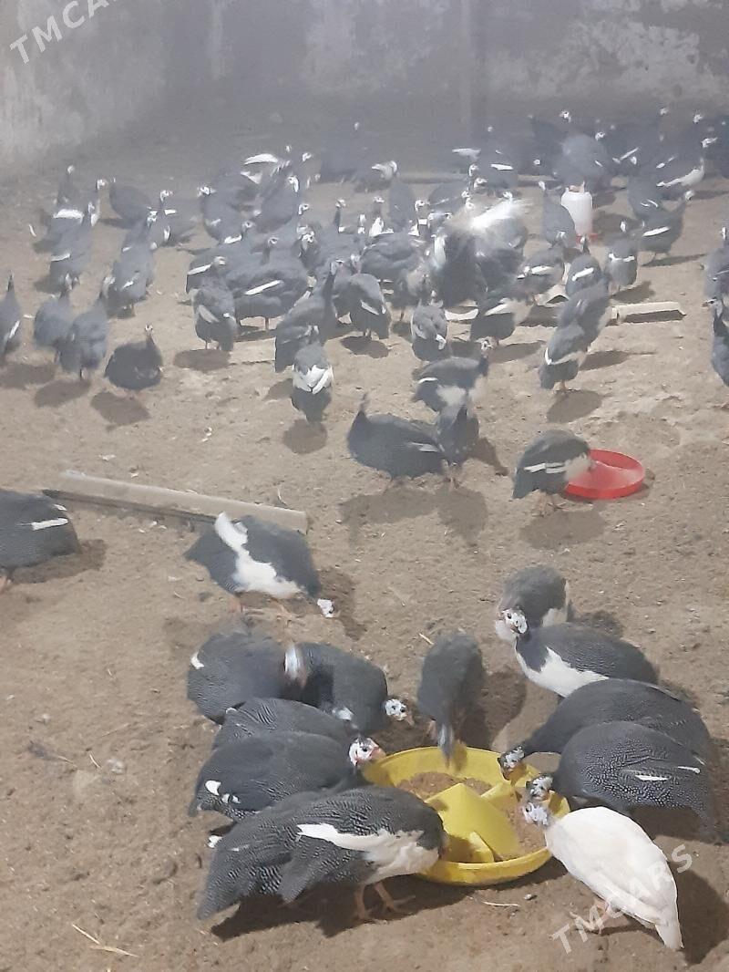 Sisarka - Бедев - img 2