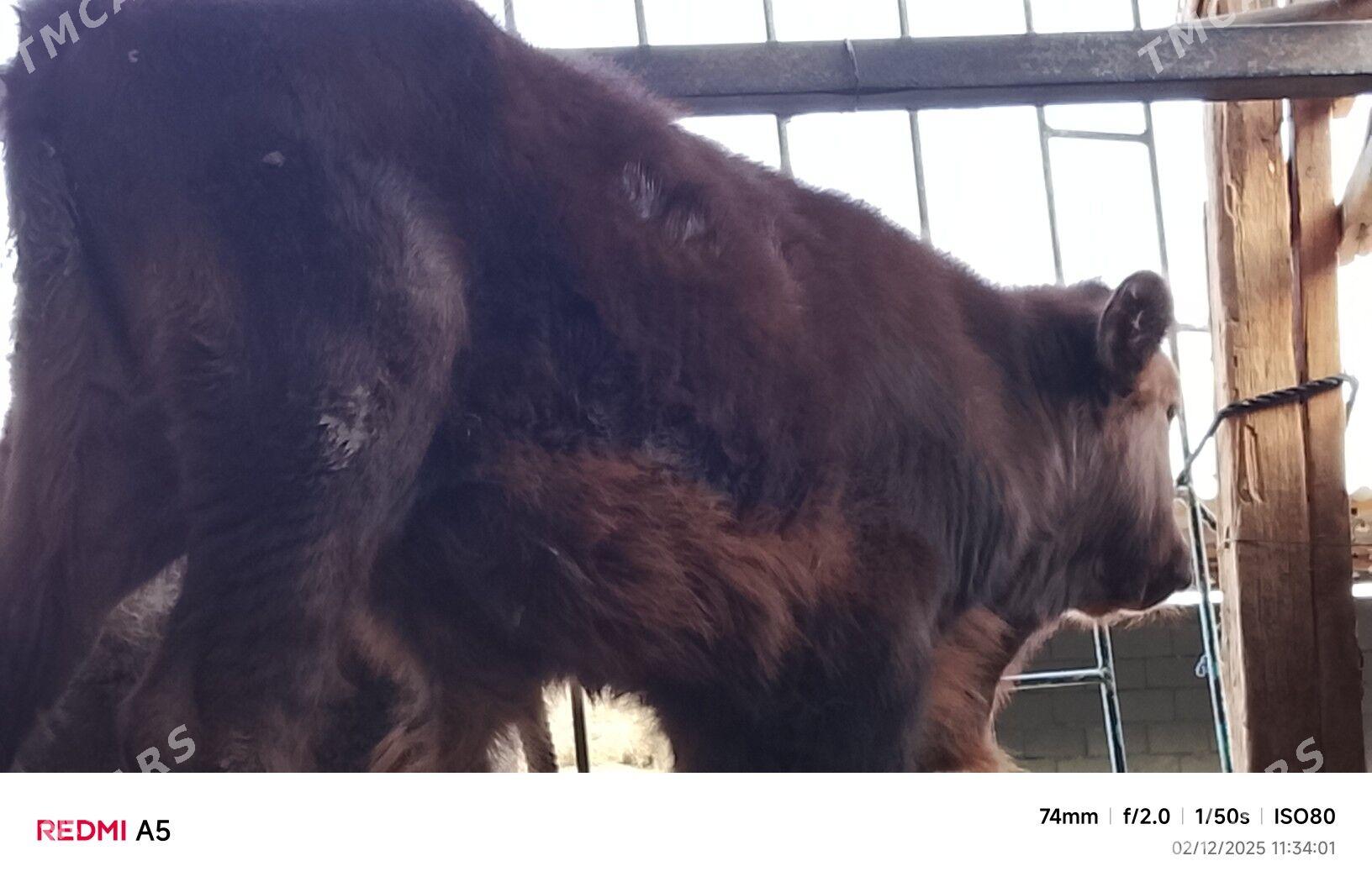 ökiz - Büzmeýin - img 3