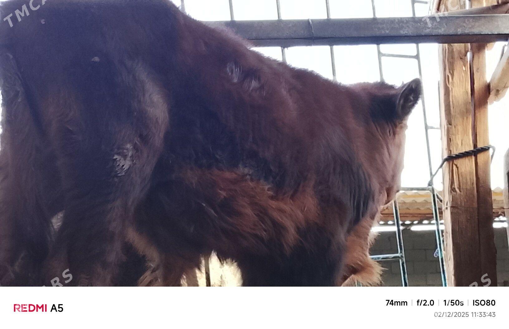 ökiz - Büzmeýin - img 2