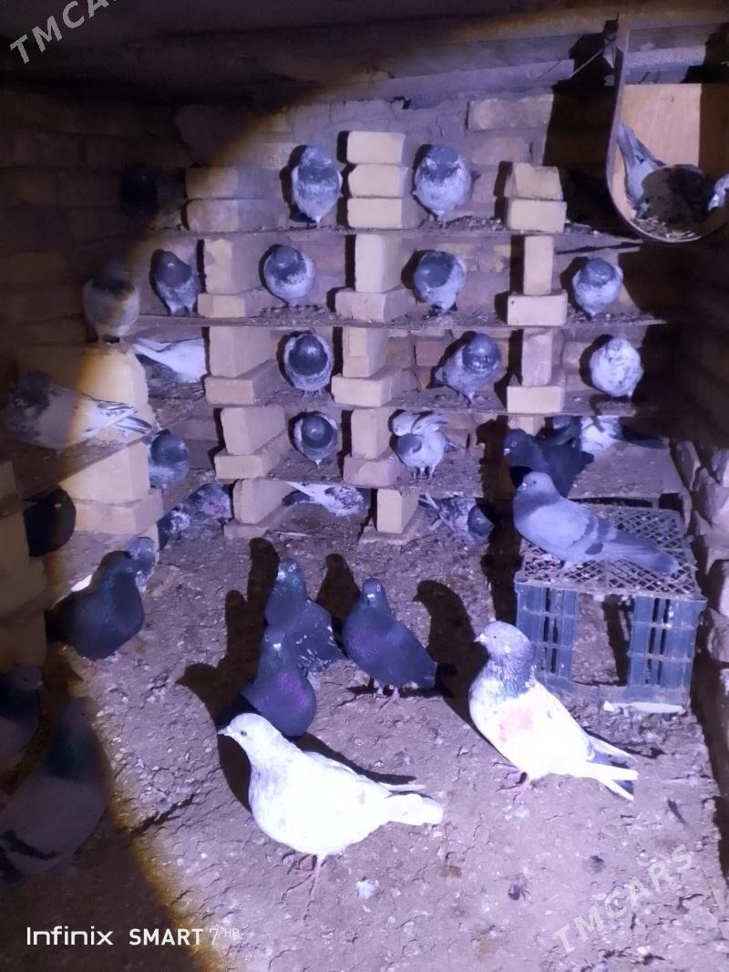 kepder - Çärjew - img 3