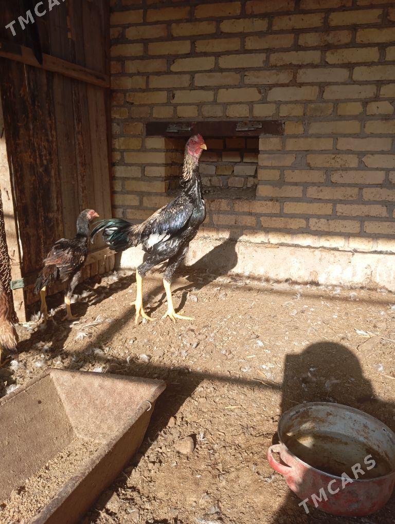 horaz - Çärjew - img 6