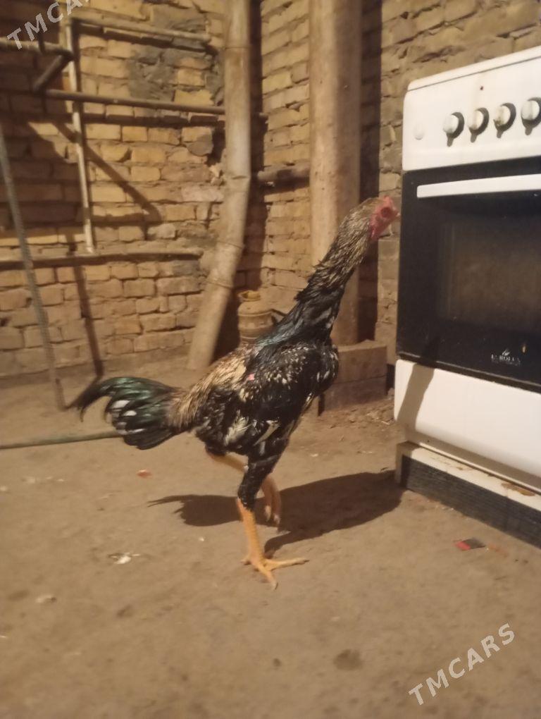 horaz - Çärjew - img 3