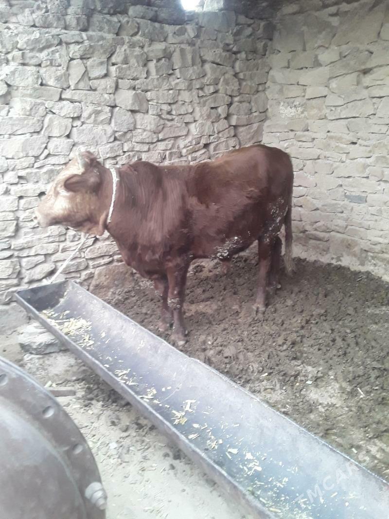 samiz öküzler - Magdanly - img 2