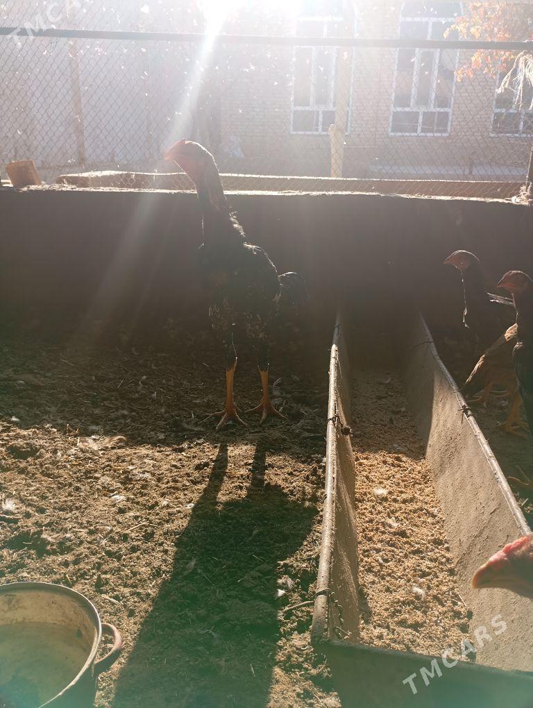 horaz - Çärjew - img 5