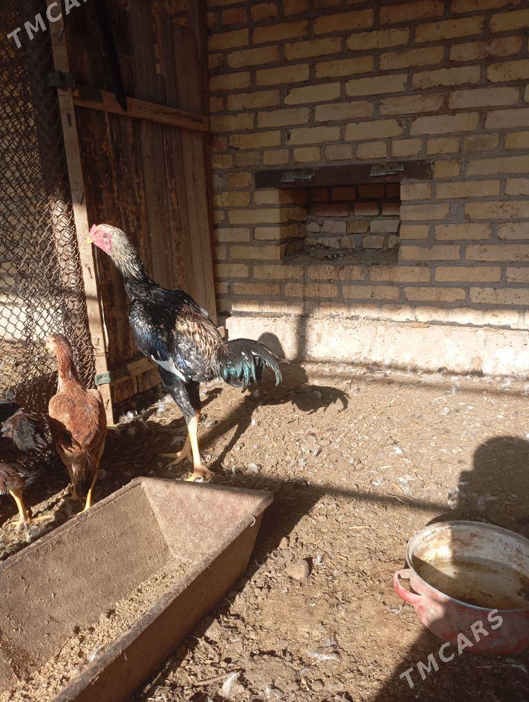 horaz - Çärjew - img 7