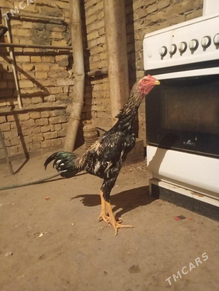 horaz - Çärjew - img 2