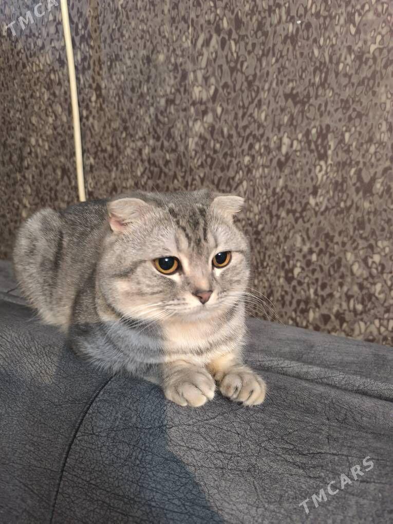 кот вязка ( для размножения ) - Aşgabat - img 2