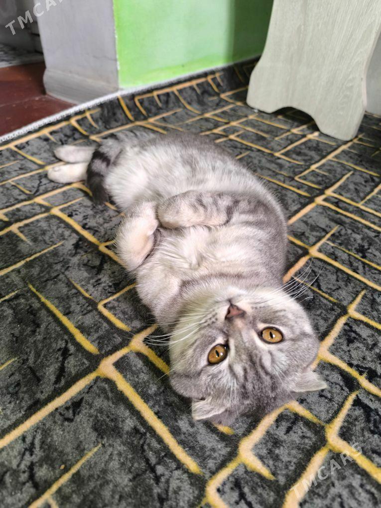 кот вязка ( для размножения ) - Aşgabat - img 3