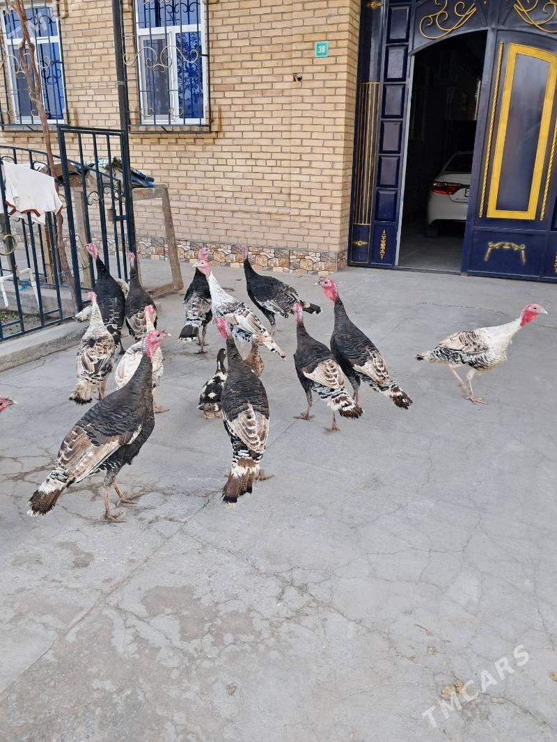 induk - Туркменабат - img 3