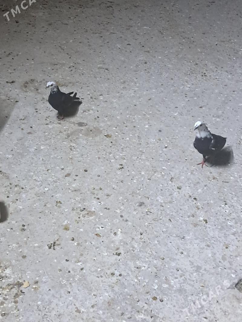 kepter - Türkmenabat - img 3