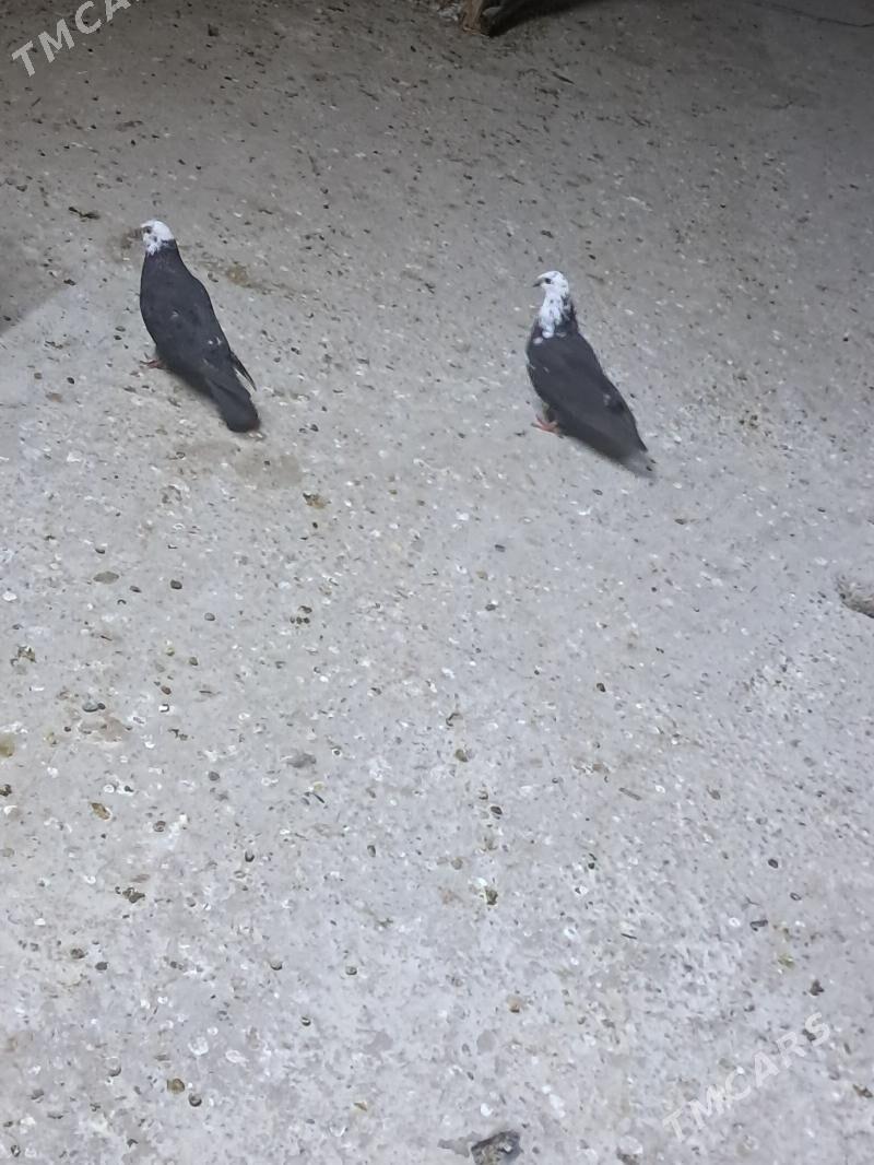 kepter - Türkmenabat - img 2