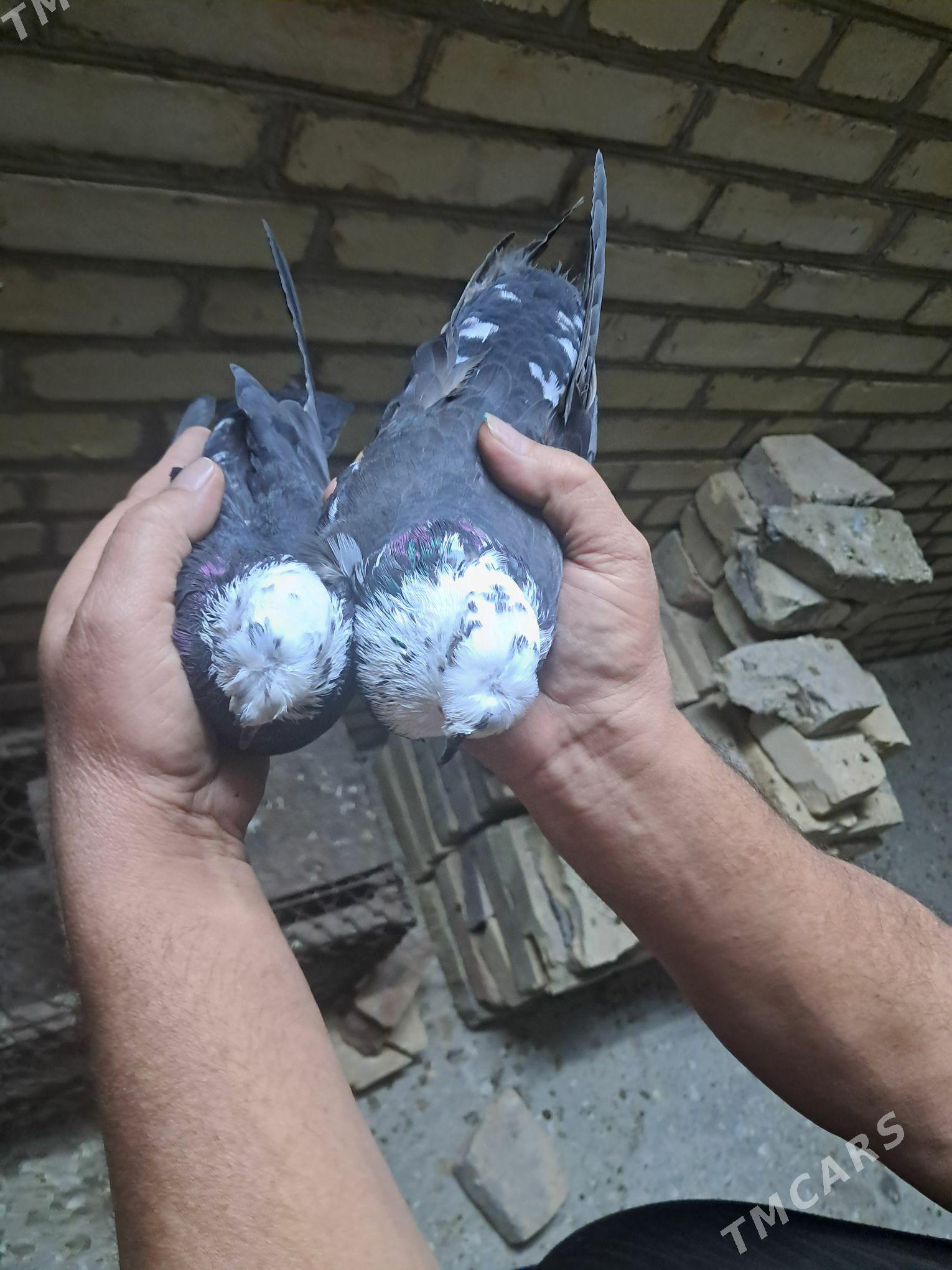 kepter - Türkmenabat - img 4