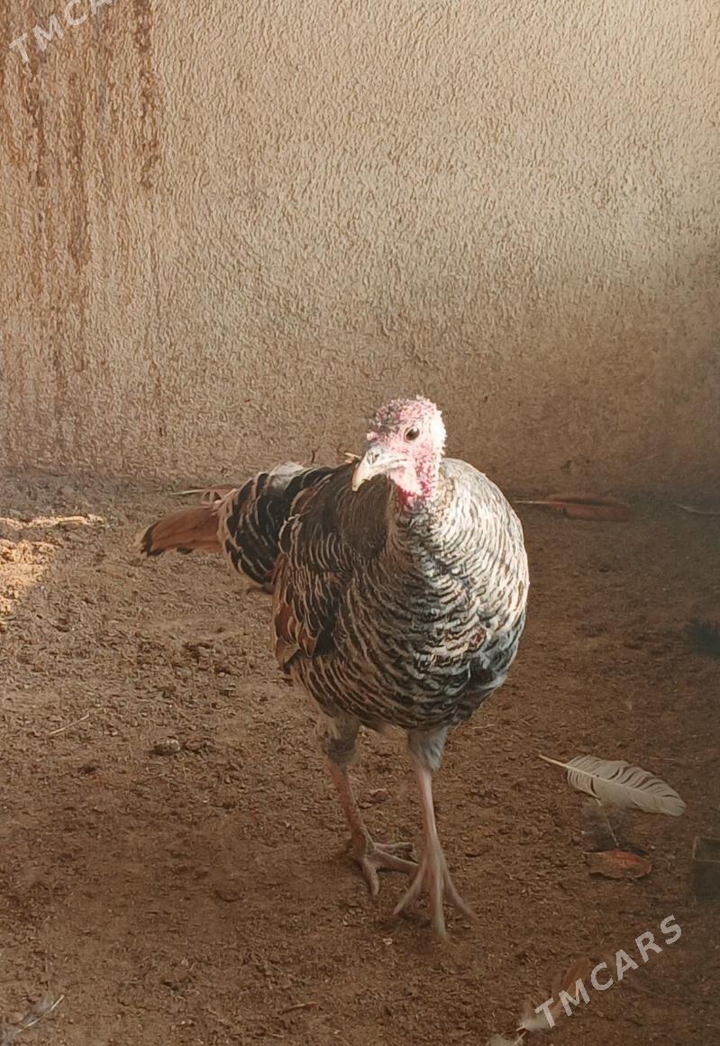 Induk - Гёкдепе - img 2