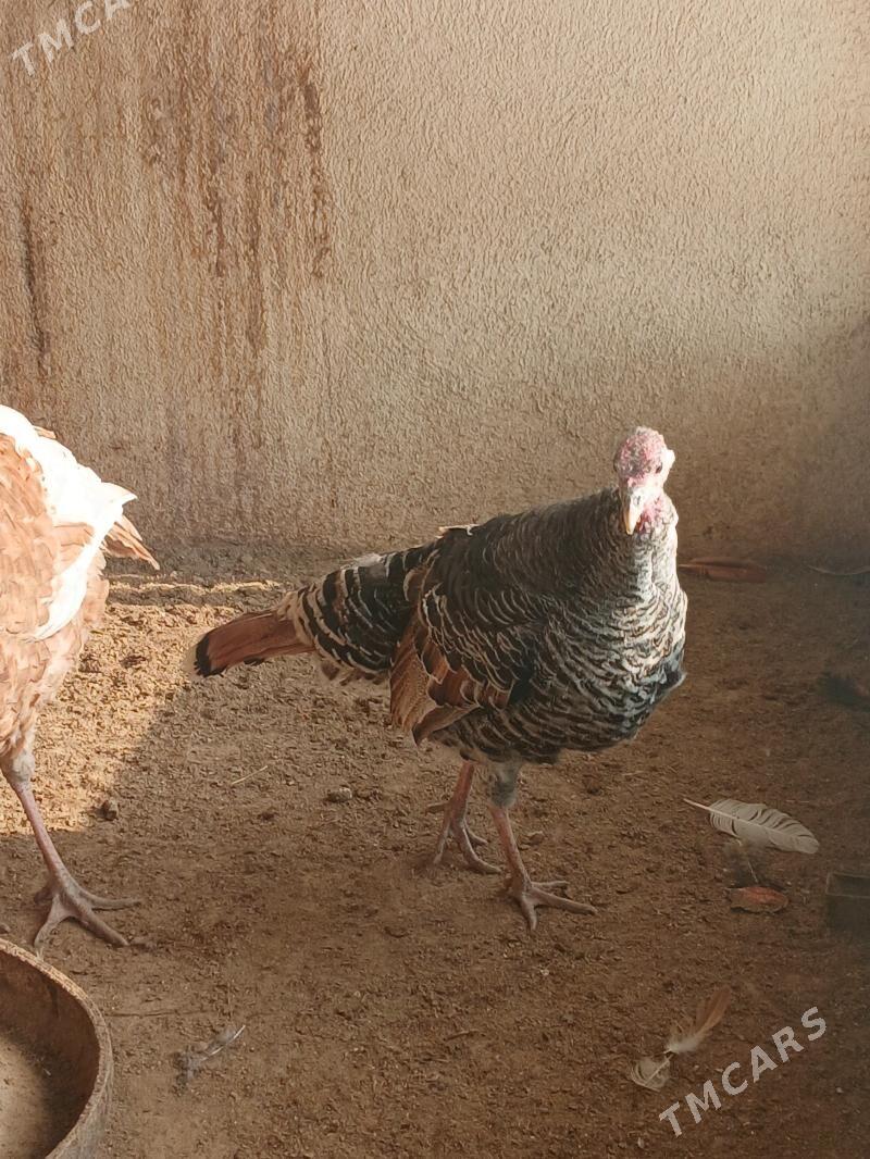 Induk - Гёкдепе - img 1