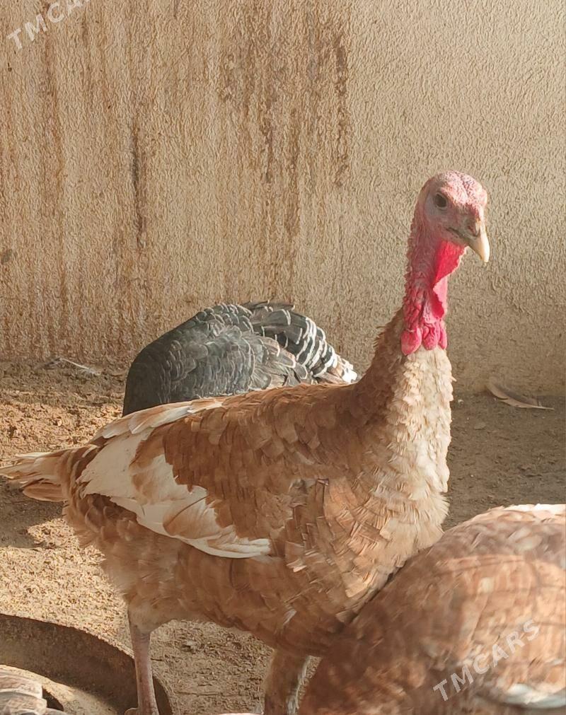 Induk - Гёкдепе - img 4