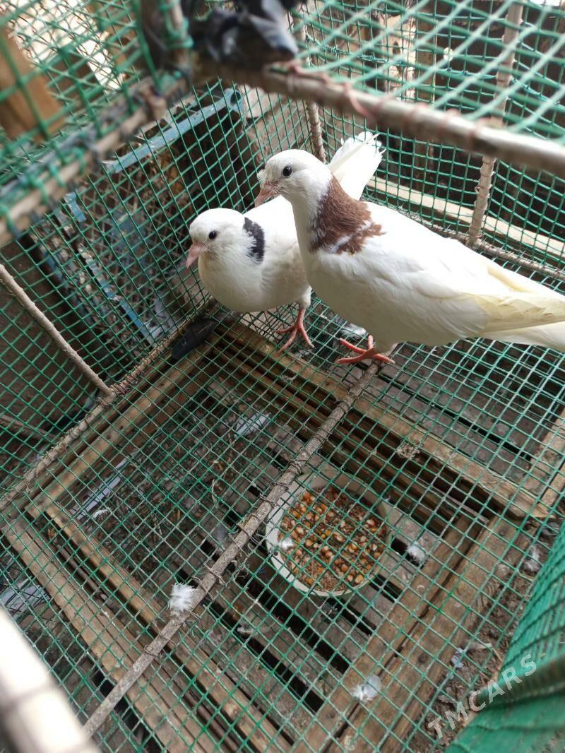 kepder - Чарджоу - img 3