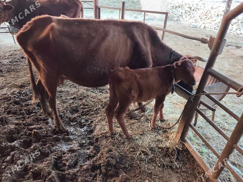 göleli sygyr - Murgap - img 3