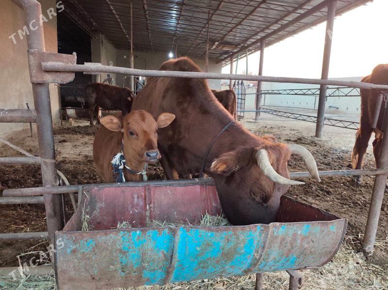 göleli sygyr - Murgap - img 2