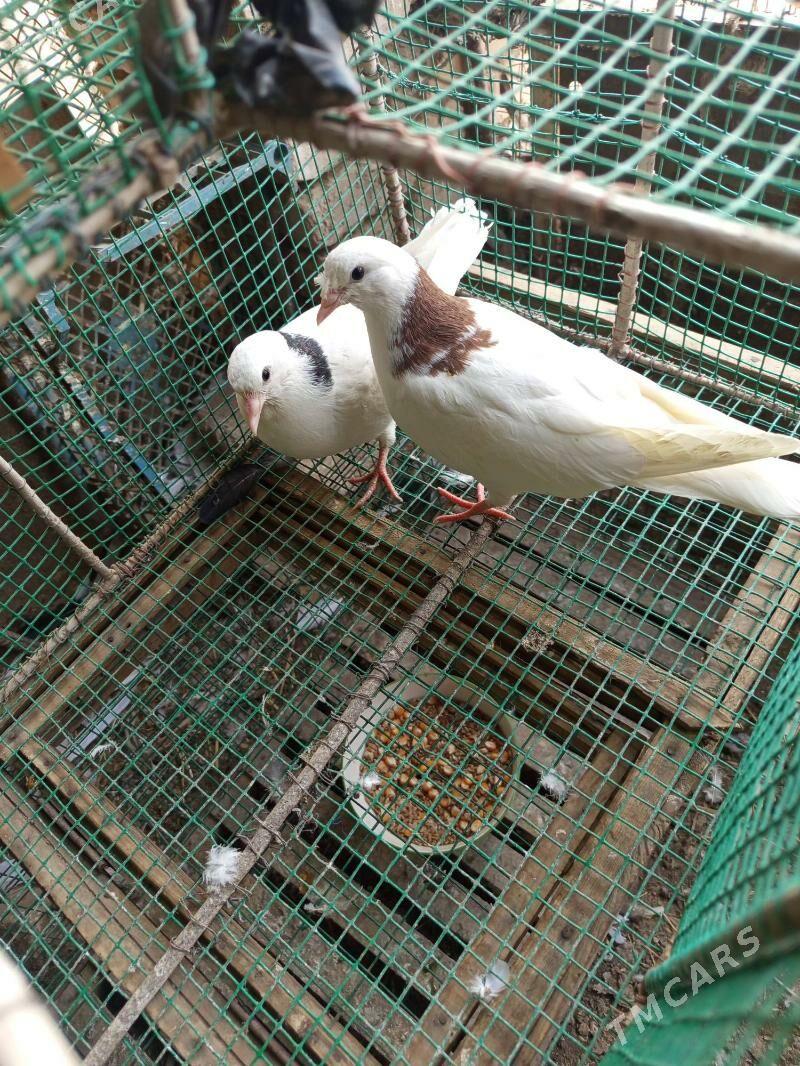 kepder - Чарджоу - img 2