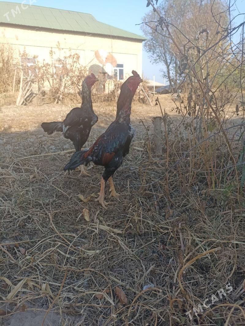 horaz - Sakar - img 3