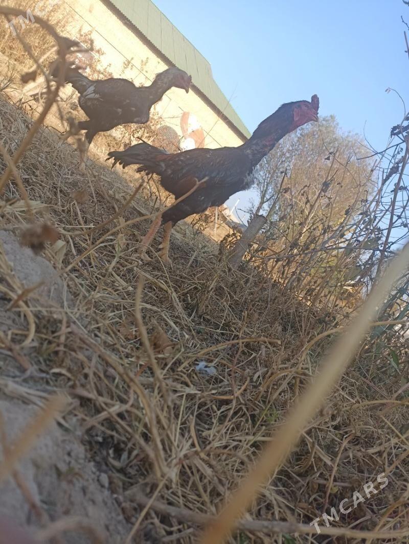 horaz - Sakar - img 2