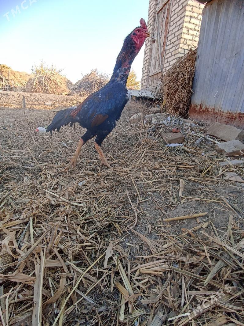 horaz - Sakar - img 4