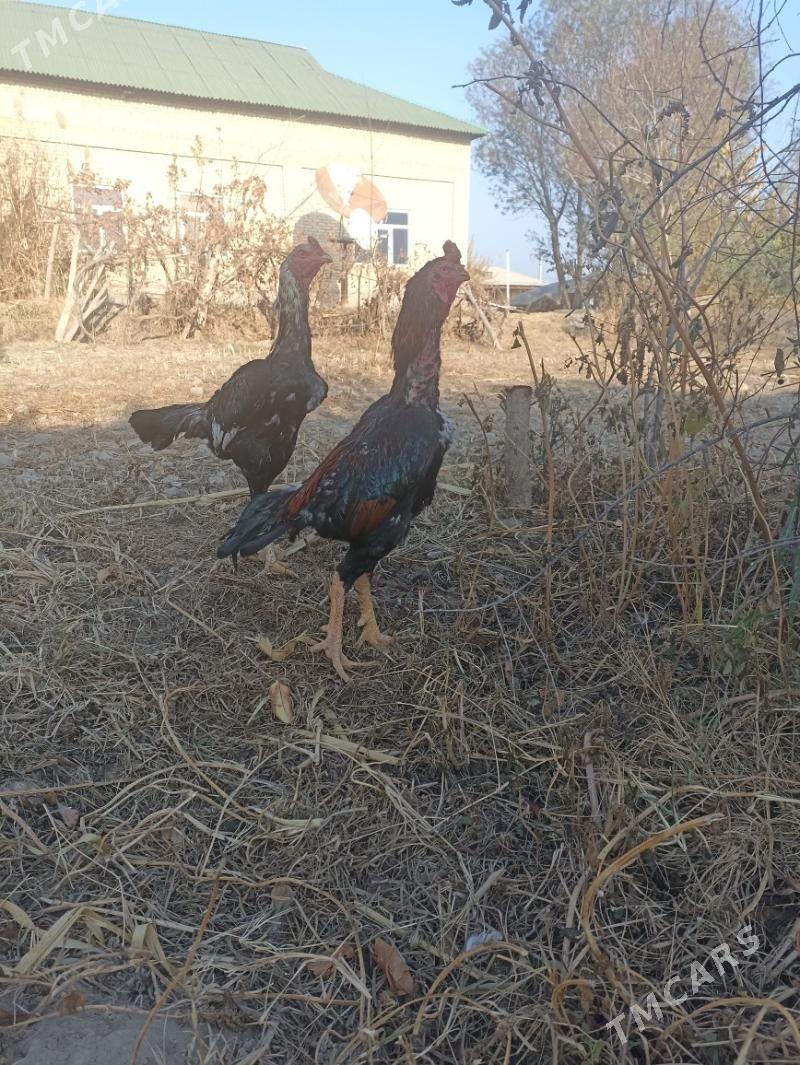 horaz - Sakar - img 5