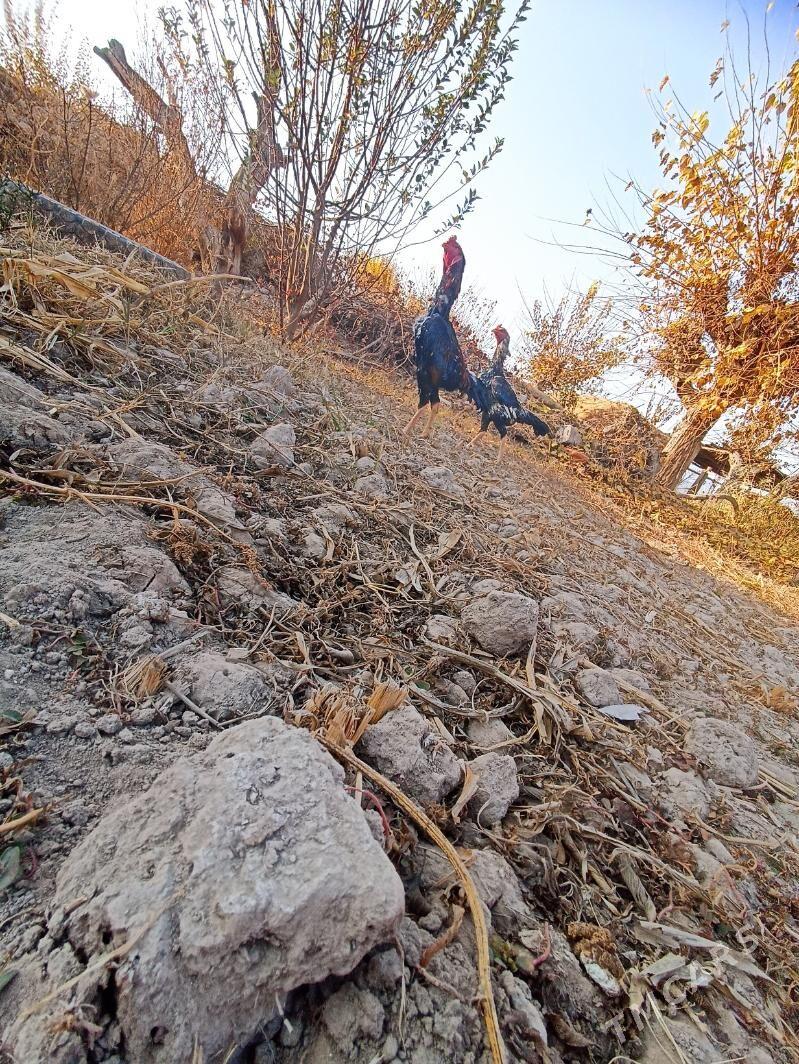 horaz - Sakar - img 1