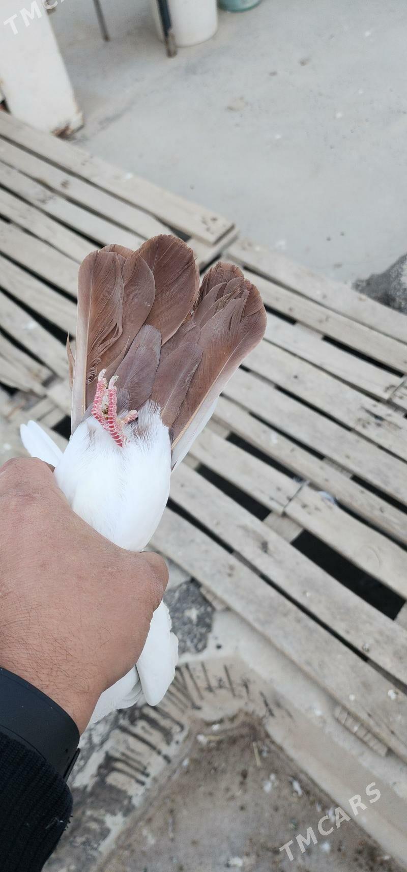 SARY GYZYL SEY PARA - Aşgabat - img 4