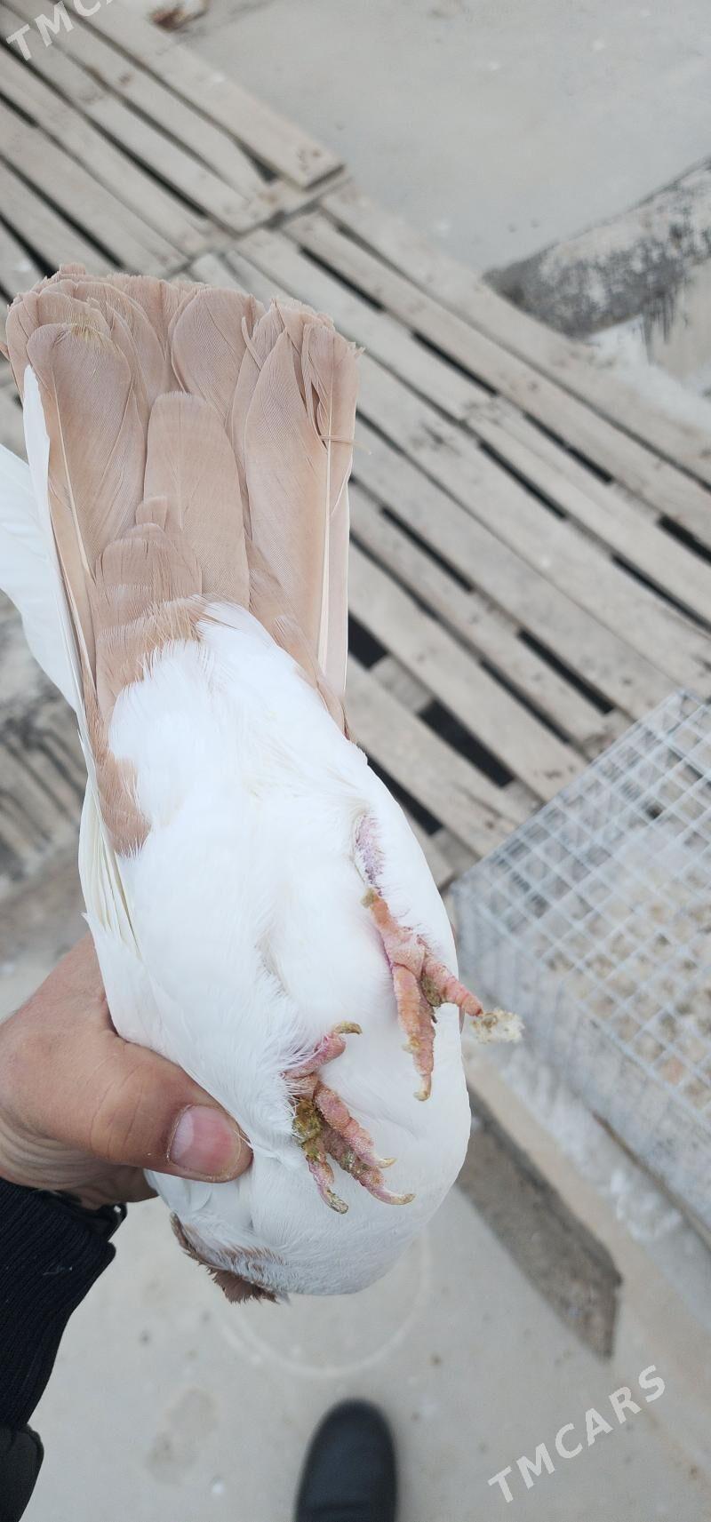 SARY GYZYL SEY PARA - Aşgabat - img 5