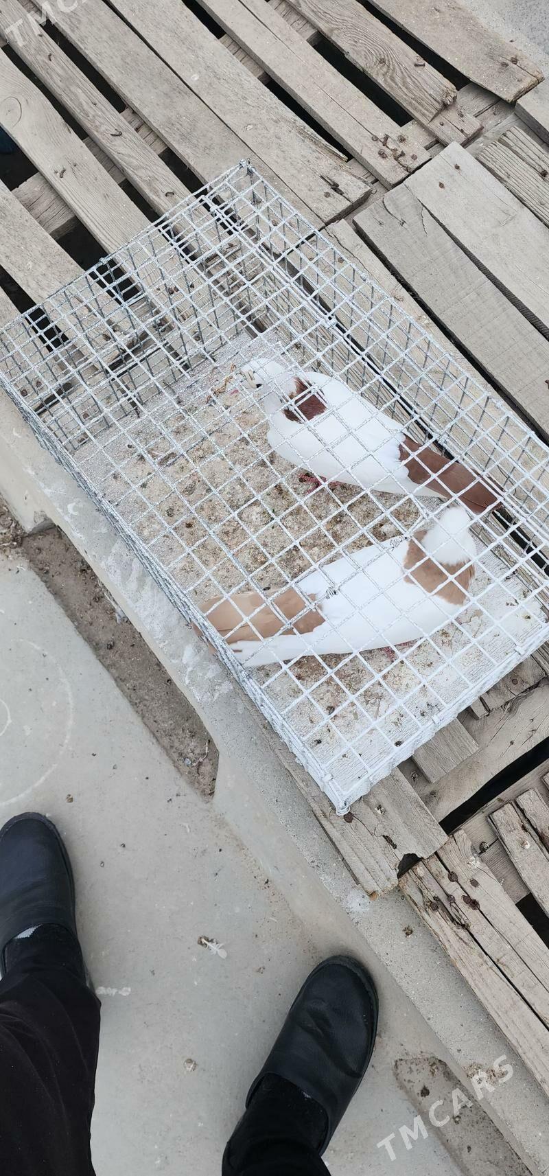 SARY GYZYL SEY PARA - Aşgabat - img 2