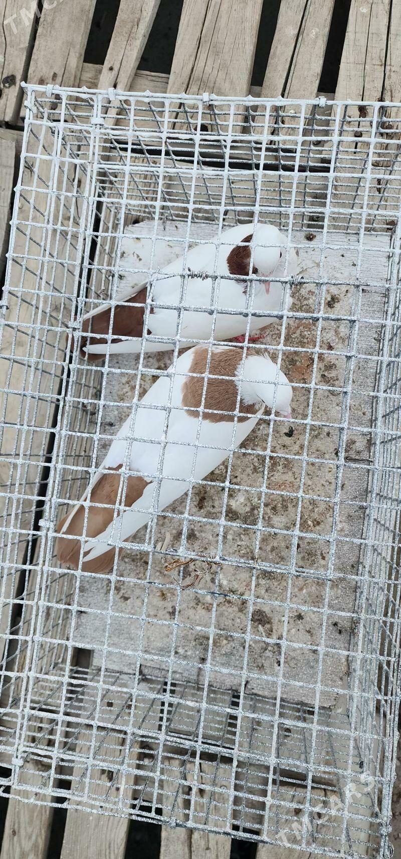 SARY GYZYL SEY PARA - Aşgabat - img 3