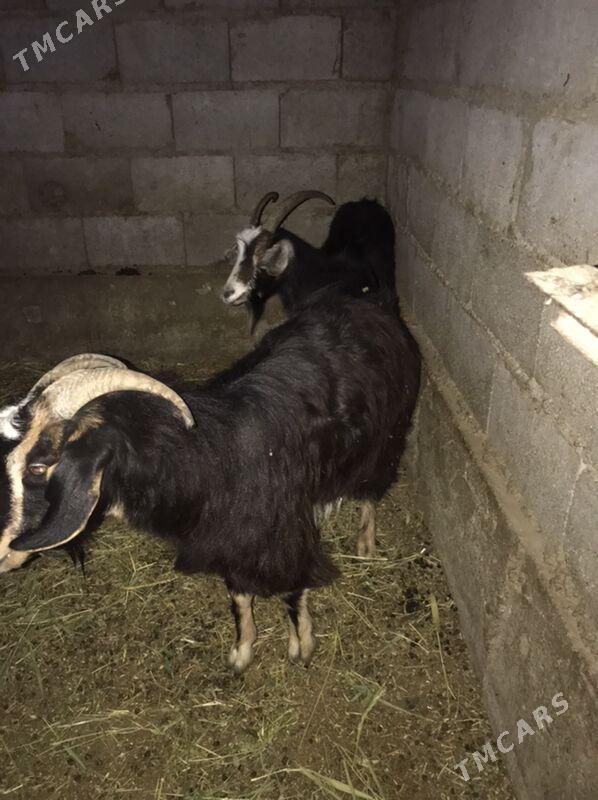 dog - Bäherden - img 1