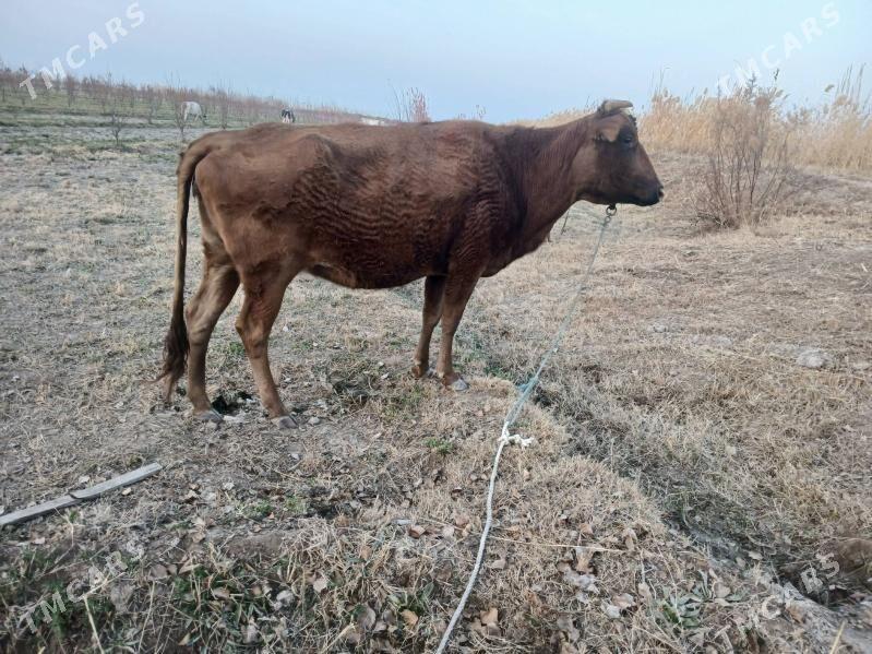 yetik bogaz - Farap - img 2