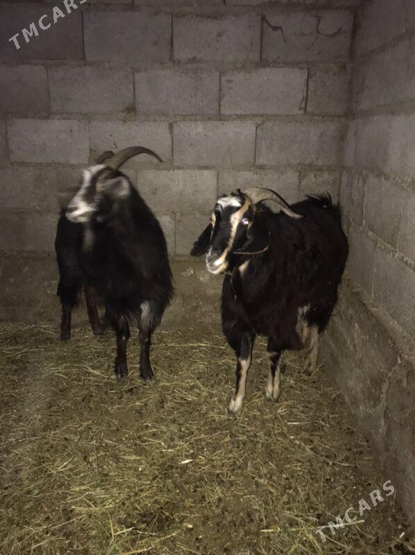 dog - Bäherden - img 2