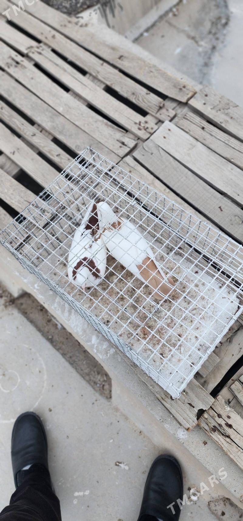 GYZYL SARY SEY - Aşgabat - img 2