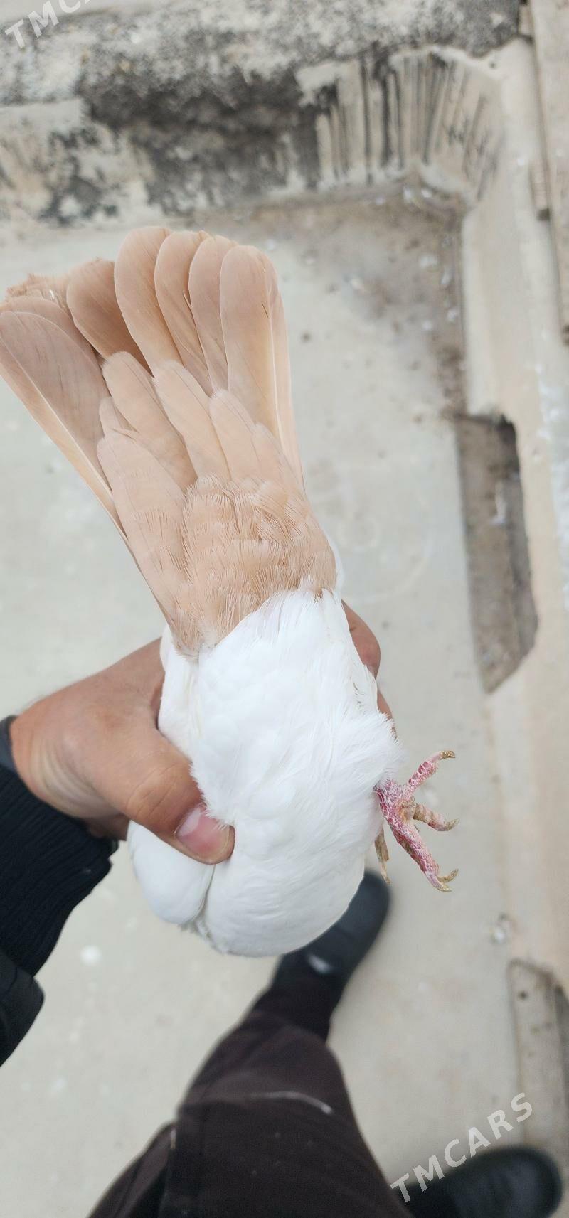 GYZYL SARY SEY - Aşgabat - img 3