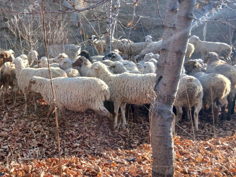 Gurat goýunlar - Bäherden - img 2