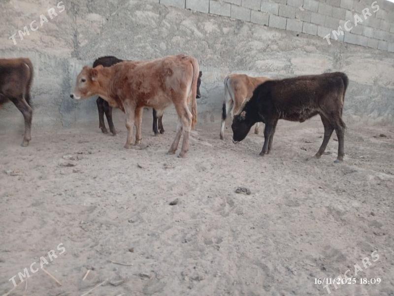 Şwes ökuzler tuweler - Herrikgala - img 6